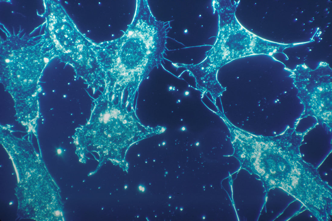 BPC-157 vs TB-500: Mechanisms, Research & Which to Choose