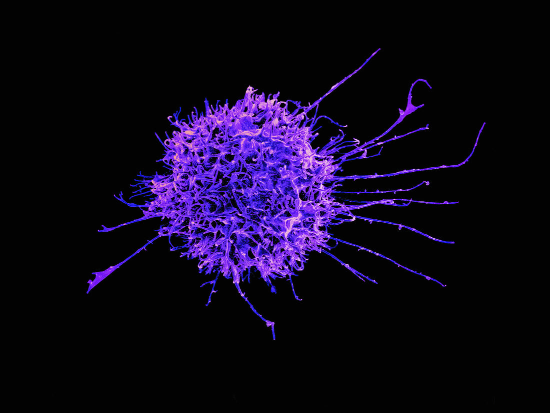 Thymosin Alpha-1 + KPV: The Immune Research Stack